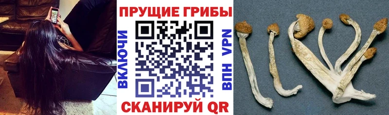 МЕГА ONION Бердск Псилоцибиновые грибы ЛСД где купить